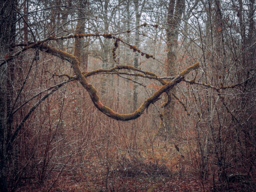 a tree with no leaves